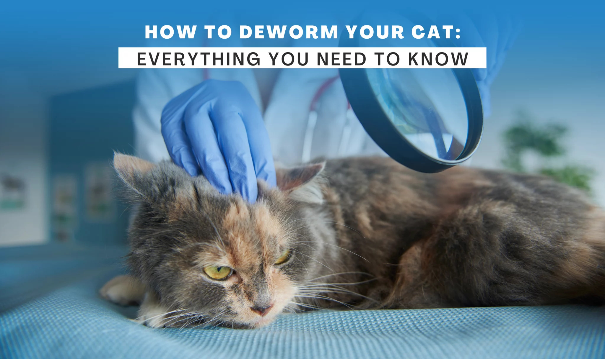 How to Choose the Best Dewormer for Cats